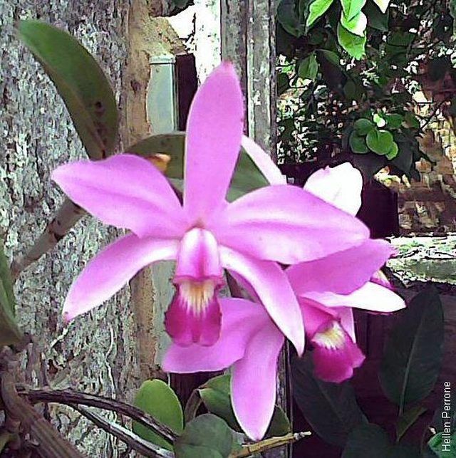 Learn Types Of Purple Orchids How To Guides Tips And Tricks