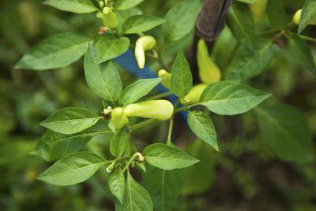 Learn How To Tell When Banana Peppers Are Ripe How To Guides Tips 